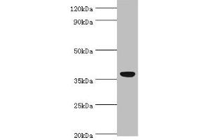 Western blot All lanes: CD5L antibody at 3 μg/mL + A431 whole cell lysate Secondary Goat polyclonal to rabbit IgG at 1/10000 dilution Predicted band size: 38 kDa Observed band size: 38 kDa (CD5L 抗体  (AA 20-347))