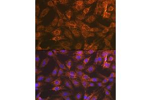 Immunofluorescence analysis of C6 cells using Smac/Diablo Rabbit mAb (ABIN7270177) at dilution of 1:100 (40x lens). (DIABLO 抗体)