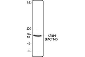 Image no. 1 for anti-Structure Specific Recognition Protein 1 (SSRP1) antibody (ABIN205543) (SSRP1 抗体)