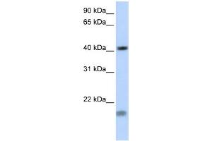 WB Suggested Antibody Titration: 0. (SHOX2 抗体  (Middle Region))