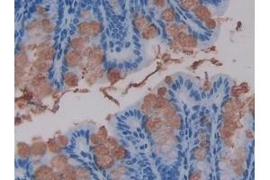 Detection of TFF3 in Mouse Intestine Tissue using Polyclonal Antibody to Trefoil Factor 3 (TFF3) (TFF3 抗体  (AA 23-81))