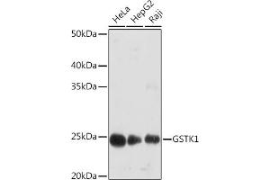 Western blot analysis of extracts of various cell lines, using GSTK1 Rabbit mAb (ABIN7267442) at 1:1000 dilution. (GSTK1 抗体)