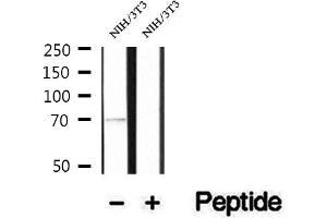 Western blot analysis of extracts of NIH/3T3 cells, using PCCA antibody. (PCCA 抗体  (C-Term))