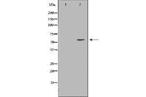 Western blot analysis of extracts of HEK-293, using PSAP antibody. (Prosaposin 抗体  (Internal Region))