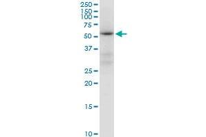 ALDH4A1 MaxPab polyclonal antibody. (ALDH4A1 抗体  (AA 1-563))