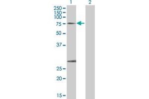 Lane 1: CAPN1 transfected lysate ( 81. (CAPN1 293T Cell Transient Overexpression Lysate(Denatured))