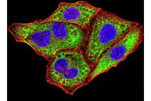 Immunofluorescence analysis of Hela cells using IghA1 mouse mAb (green). (IGHA1 抗体  (AA 207-353))