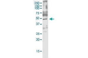 ARMCX3 monoclonal antibody (M01), clone 2G3. (ARMCX3 抗体  (AA 278-379))