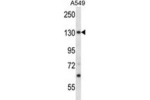 Western Blotting (WB) image for anti-Proteasome (Prosome, Macropain) 26S Subunit, Non-ATPase, 1 (PSMD1) antibody (ABIN2998102) (PSMD1 抗体)