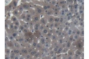 Detection of CTSF in Mouse Liver Tissue using Polyclonal Antibody to Cathepsin F (CTSF) (Cathepsin F 抗体  (AA 249-462))