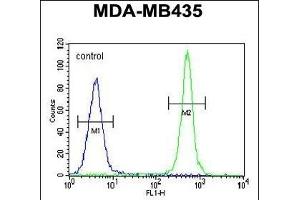 ALKBH6 Antibody (Center) (ABIN655230 and ABIN2844835) flow cytometric analysis of MDA-M cells (right histogram) compared to a negative control cell (left histogram). (ALKBH6 抗体  (AA 116-145))