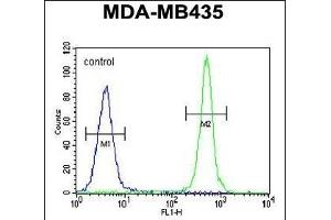 ALKBH6 Antibody (Center) (ABIN655230 and ABIN2844835) flow cytometric analysis of MDA-M cells (right histogram) compared to a negative control cell (left histogram).
