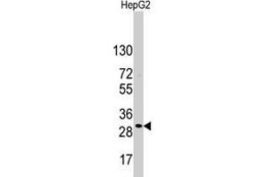 Western blot analysis of CD9 polyclonal antibody  in HepG2 cell line lysates (35 ug/lane). (CD9 抗体  (Internal Region))