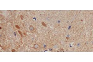 Immunohistochemistry of paraffin-embedded Mouse brain using BCL-x Polyclonal Antibody at dilution of 1:50 (BCL2L1 抗体)