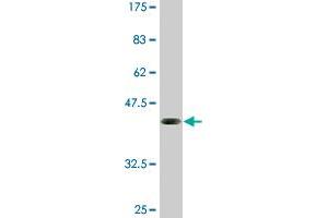 Western Blotting (WB) image for anti-E74-Like Factor 5 (Ets Domain Transcription Factor) (ELF5) (AA 166-263) antibody (ABIN515256)