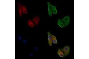 anti-SH2B Adaptor Protein 2 (SH2B2) (N-Term) antibody