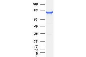 Western Blotting (WB) image for phosphoinositide-3-Kinase Adaptor Protein 1 (PIK3AP1) protein (Myc-DYKDDDDK Tag) (ABIN2728858)