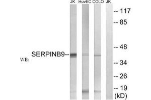 Western Blotting (WB) image for anti-serpin Peptidase Inhibitor, Clade B (Ovalbumin), Member 9 (SERPINB9) (Internal Region) antibody (ABIN1852132)