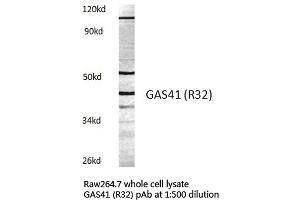 Western blot (WB) analysis of GAS41 antibody in extracts from raw264. (GAS41 抗体)