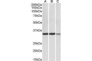 ABIN4902693 (0. (Lactate Dehydrogenase A 抗体)