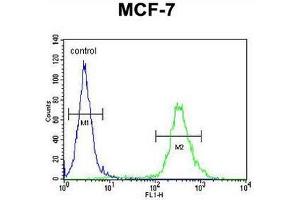 CI150 Antibody (N-term) flow cytometric analysis of MCF-7 cells (right histogram) compared to a negative control cell (left histogram). (CI150 抗体  (N-Term))