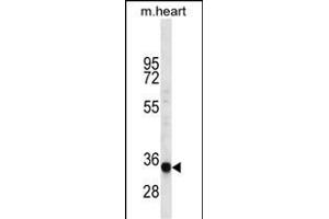 LIX1L Antibody (Center) (ABIN656531 and ABIN2845797) western blot analysis in mouse heart tissue lysates (35 μg/lane). (LIX1L 抗体  (AA 160-189))