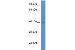 WB Suggested Anti-Abo Antibody   Titration: 1. (ABO 抗体  (Middle Region))
