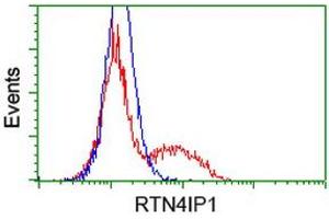 HEK293T cells transfected with either RC202957 overexpress plasmid (Red) or empty vector control plasmid (Blue) were immunostained by anti-RTN4IP1 antibody (ABIN2454318), and then analyzed by flow cytometry. (RTN4IP1 抗体)