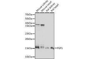 Western blot analysis of extracts of various cell lines, using FGF1 Rabbit mAb (ABIN7267182) at 1:1000 dilution. (FGF1 抗体)