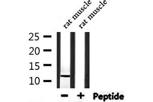Western blot analysis of extracts from rat muscle, using Parvalbumin Antibody. (PVALB 抗体  (C-Term))