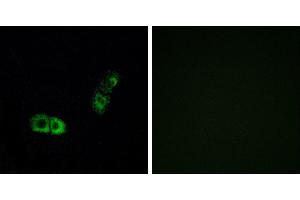 Peptide - +Western blot analysis of extracts from HUVEC cells, using BRS3 antibody. (BRS3 抗体  (Internal Region))