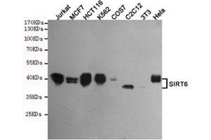 Western blot testing of human Jurkat, MCF7, HCT116, K562, monkey COS7, mouse C2C12, mouse NIH3T3 and human HeLa cell lysates using SIRT6 antibody at 1:500. (SIRT6 抗体)