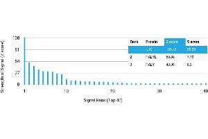 Protein Array (PAr) image for anti-Interleukin 10 (IL10) antibody (ABIN7456056) (IL-10 抗体)