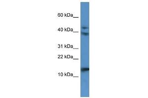 Western Blot showing RETNLB antibody used at a concentration of 1. (RETNLB 抗体  (N-Term))
