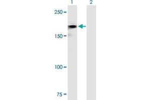 Western Blot analysis of ROBO2 expression in transfected 293T cell line by ROBO2 MaxPab polyclonal antibody. (ROBO2 抗体  (AA 1-1378))