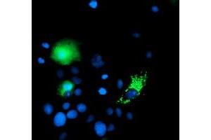Anti-CHCHD5 mouse monoclonal antibody (ABIN2454226) immunofluorescent staining of COS7 cells transiently transfected by pCMV6-ENTRY CHCHD5 (RC202606). (CHCHD5 抗体  (AA 1-110))