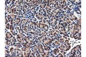 Immunohistochemical staining of paraffin-embedded Human pancreas tissue using anti-HMOX2 mouse monoclonal antibody. (HMOX2 抗体)