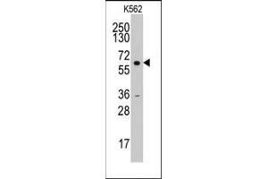 Western blot analysis of anti-CCNA2(N-term) Pab in HL60 cell line lysates (35ug/lane).