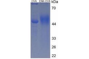 Image no. 1 for Proenkephalin (PENK) peptide (Ovalbumin) (ABIN5666163) (Proenkephalin (PENK) peptide (Ovalbumin))