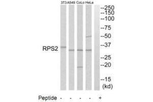 Western blot analysis of extracts from HeLa cells, A549 cells, COLO205 cells and NIH-3T3 cells, using RPS2 antibody. (RPS2 抗体  (C-Term))
