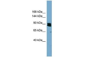 WB Suggested Anti-KIAA0317 Antibody Titration:  0. (AREL1 抗体  (N-Term))