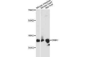 Western blot analysis of extracts of various cell lines, using OMA1 antibody (ABIN6294095) at 1:3000 dilution. (OMA1 抗体)