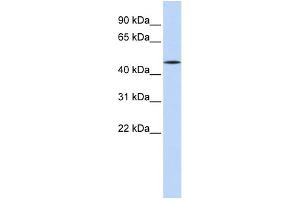 WB Suggested Anti-HNF4A Antibody Titration:  0. (HNF4A 抗体  (Middle Region))