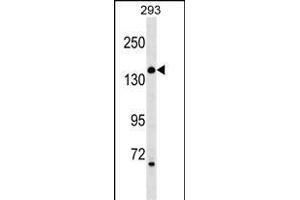 ARHGEF18 Antibody (N-term) (ABIN1539649 and ABIN2849423) western blot analysis in 293 cell line lysates (35 μg/lane). (ARHGEF18 抗体  (N-Term))