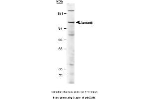 Image no. 1 for anti-Jumonji, AT Rich Interactive Domain 2 (JARID2) (AA 1-100), (N-Term) antibody (ABIN363525) (JARID2 抗体  (N-Term))