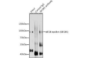 Immunoprecipitation analysis of 200 μg extracts of A-549 cells using 3 μg eIF2B epsilon (eIF2B epsilon (EIF2B5)) antibody ( ABIN6130359, ABIN6140041, ABIN6140042 and ABIN6214448). (EIF2B5 抗体  (AA 442-721))
