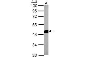 Western Blotting (WB) image for anti-Actin, beta (ACTB) (N-Term) antibody (ABIN2854709)