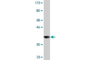 Western Blot detection against Immunogen (36. (COG3 抗体  (AA 25-124))