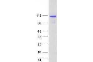 Validation with Western Blot (AGAP3 Protein (Transcript Variant 1) (Myc-DYKDDDDK Tag))