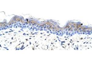 Immunohistochemical staining (Formalin-fixed paraffin-embedded sections) of human skin with IRX3 polyclonal antibody  at 4-8 ug/mL working concentration. (IRX3 抗体  (C-Term))